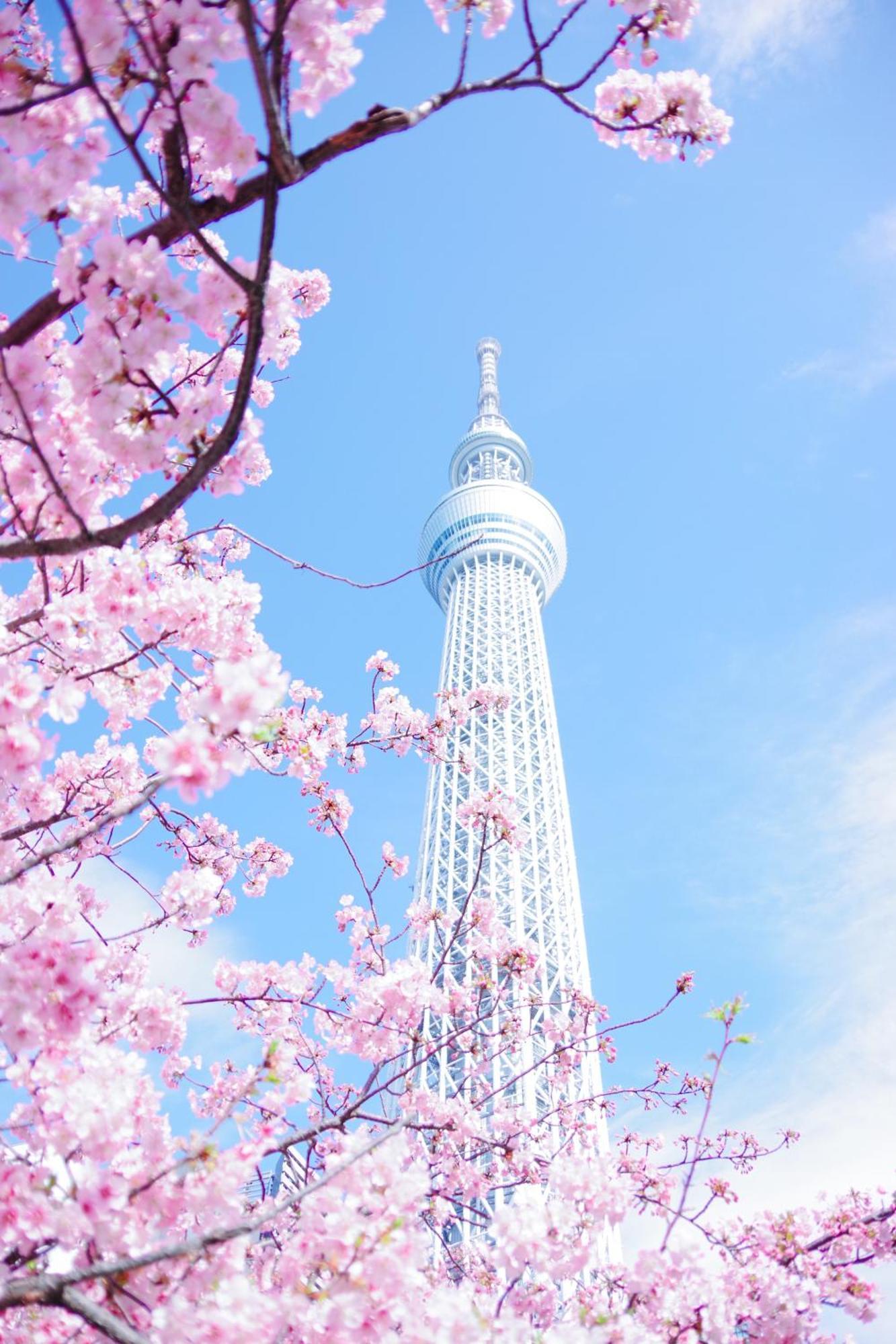 Cherry Blooming Ueno 东京超级中心上野公园3分钟 地铁1分钟 位置绝佳超级繁华 免费wifi Dyson吹风机cob Hotel Tokio